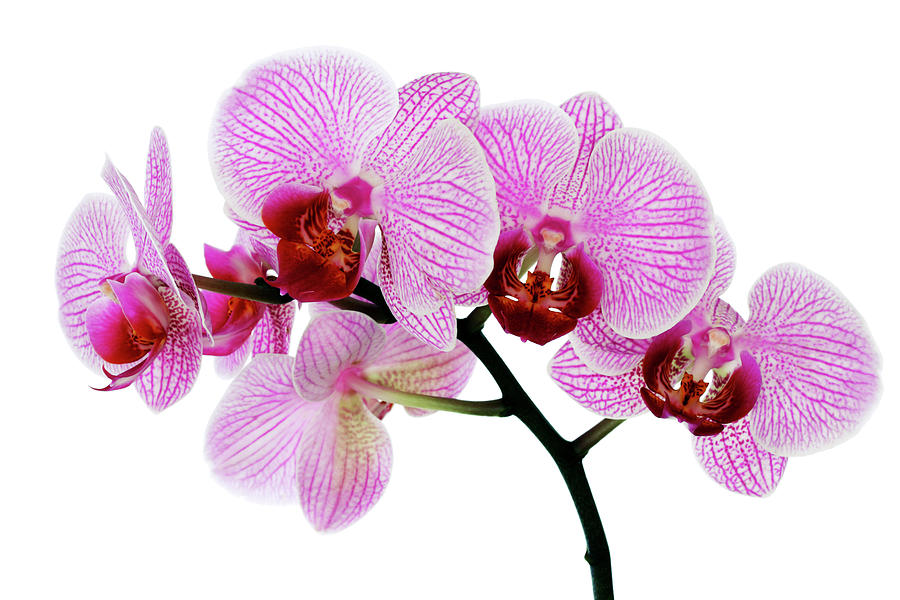 Orchid Icon